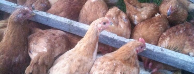 chickens and sustainable farming
