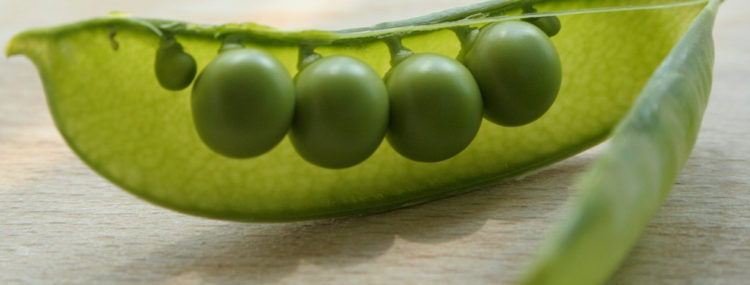 Mendel's peas