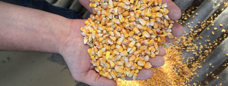 GMO-free corn